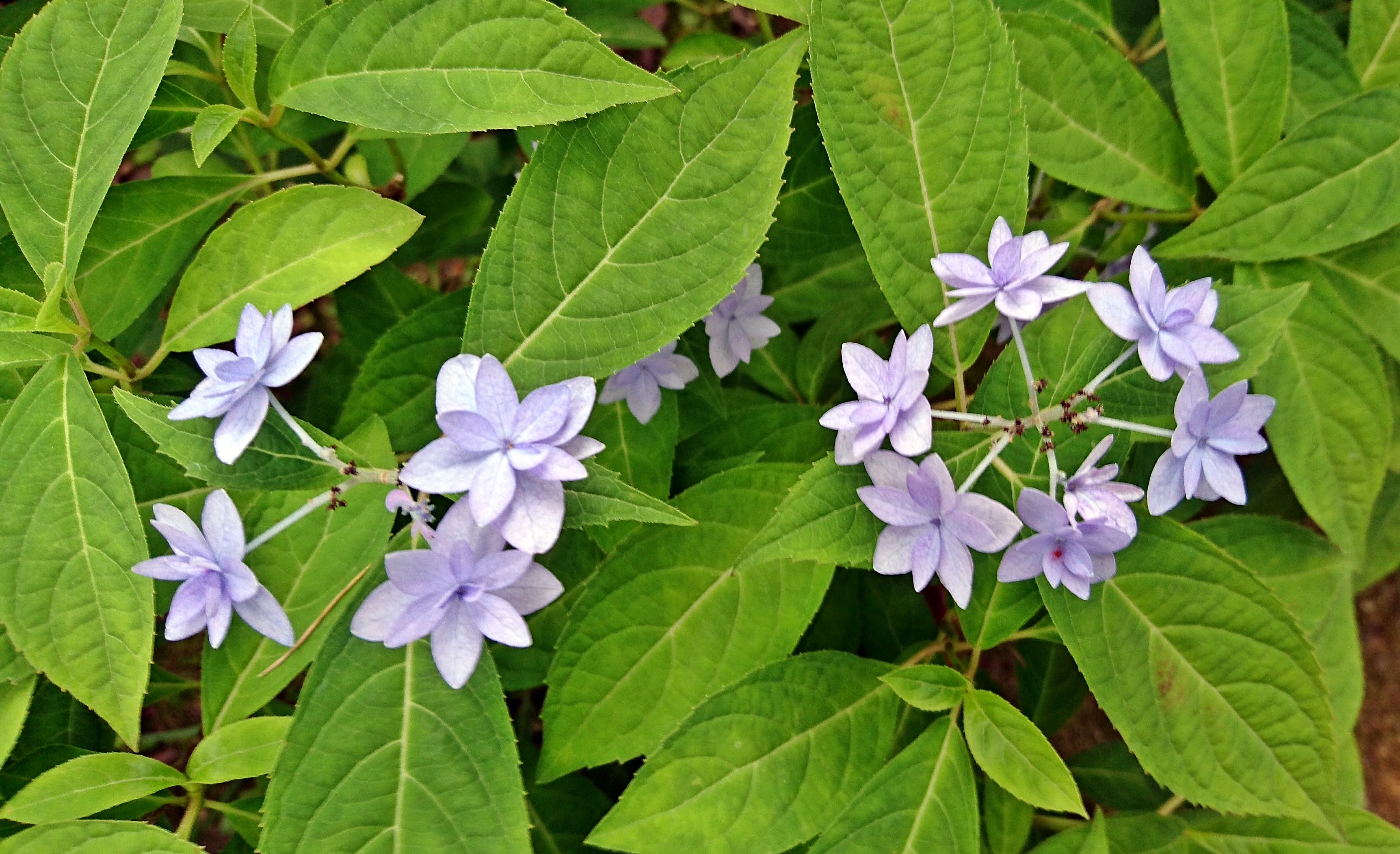 “山アジサイ（七段花）”